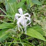 Crinum americanum Flower