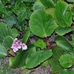 Bergenia stracheyi Deilen