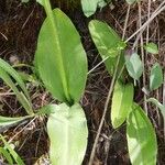 Platanthera bifolia Leaf