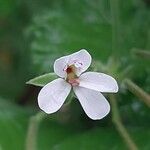 Pelargonium odoratissimum Flower