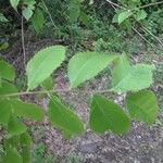 Ulmus rubra Leaf