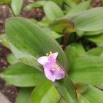 Tradescantia brevifolia 花