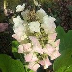 Hydrangea quercifolia Flor