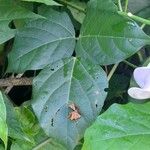 Cochliasanthus caracalla Hoja