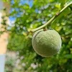 Citrus trifoliata Fruitua