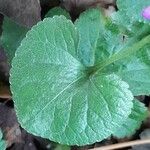 Viola odorata Blatt