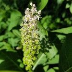 Phytolacca esculenta 花