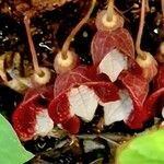 Aristolochia arborea Цветок