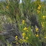 Senna crassiramea Hábito