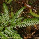 Pteris incompleta Други