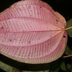 Miconia purpureoviolacea Flower