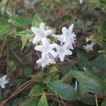 Abelia × grandiflora Blomst