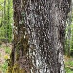 Quercus petraea Kora