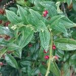 Sarcococca hookeriana Leaf