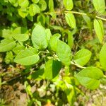 Lonicera canadensis Leaf