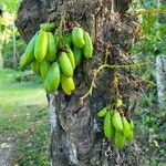 Averrhoa bilimbi Fruit