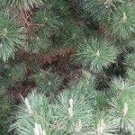 Pinus pinaster Агульны выгляд