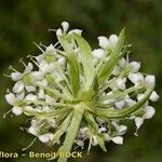 Pleurospermum austriacum Flor