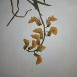 Lathyrus pannonicus Květ