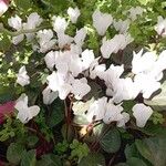 Cyclamen persicum Flors