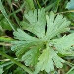 Geranium carolinianum Hoja