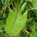 Taraxacum officinale Leaf