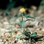 Chrysopsis mariana Flower