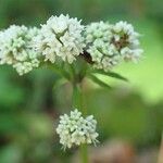 Sanicula europaea Blomst