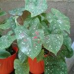 Caladium bicolor Leaf