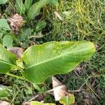 Canna glauca Frunză
