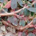 Euphorbia maculata Bark