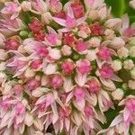 Hylotelephium telephium Fula