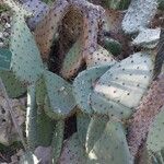 Opuntia robusta Leaf