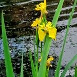 Iris pseudacorus Blomst