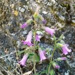 Campanula sibirica Květ