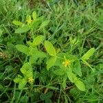 Hypericum mutilum Hoja