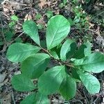 Asimina parviflora Leaf