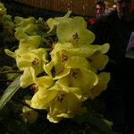 Rhododendron luteiflorum