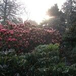 Rhododendron lanigerum Habitus