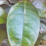 Strophanthus gratus Leaf