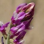Astragalus magdalenae Цвят