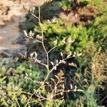 Limonium cossonianum Flor
