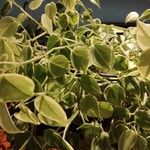 Peperomia scandens Leaf