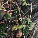 Rubus bifrons 葉