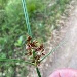 Cyperus longus 花