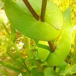 Lepidium perfoliatum Leaf