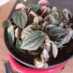 Peperomia albovittata Ліст