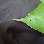 Antidesma laciniatum Leaf