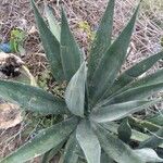 Agave sisalana Leaf