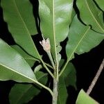 Manilkara staminodella Flower